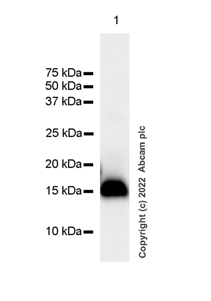 Western blot - Goat Anti-Chicken IgY H&L (HRP) (ab6877), expandable thumbnail
