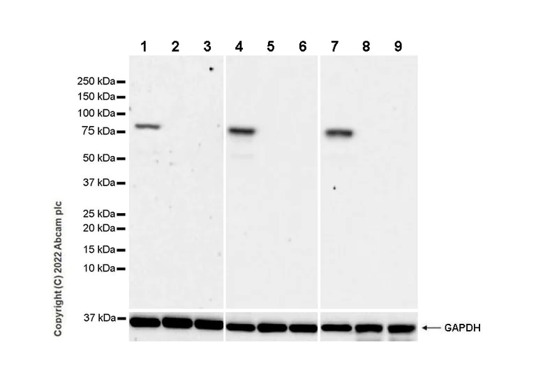 Western blot - Goat Anti-Chicken IgY H&L (HRP) (AB6877)