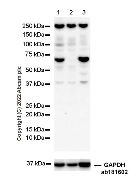 Western blot - Goat Anti-Chicken IgY H&L (HRP) (AB6877)