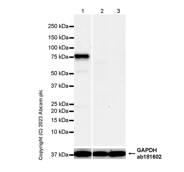 Western blot - Goat Anti-Chicken IgY H&L (HRP) (AB6877)