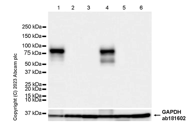 Western blot - Goat Anti-Chicken IgY H&L (HRP) (AB6877)