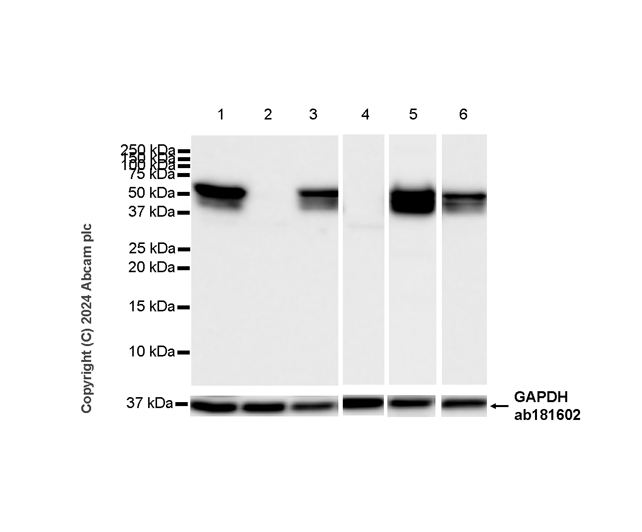 Western blot - Goat Anti-Chicken IgY H&L (HRP) (ab6877), expandable thumbnail