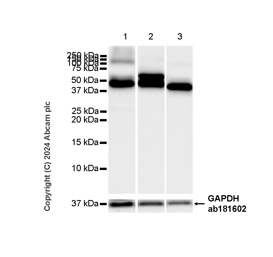 Western blot - Goat Anti-Chicken IgY H&L (HRP) (ab6877), expandable thumbnail