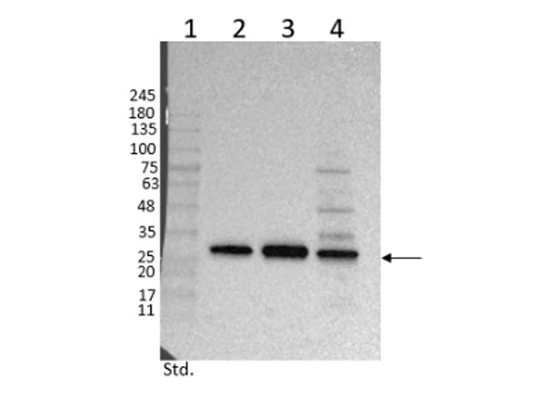 Western blot - Goat Anti-Chicken IgY H&L (HRP) (AB6877)