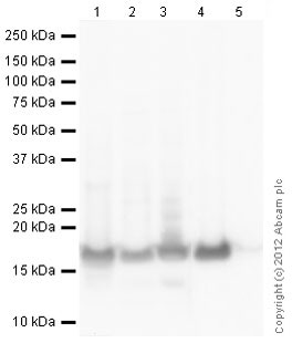 Western blot - Goat Anti-Chicken IgY H&L (HRP) (ab6877), expandable thumbnail