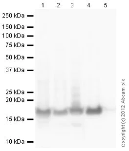 Western blot - Goat Anti-Chicken IgY H&L (HRP) (AB6877)