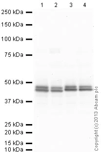 Western blot - Goat Anti-Chicken IgY H&L (HRP) (AB6877)
