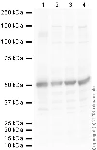 Western blot - Goat Anti-Chicken IgY H&L (HRP) (AB6877)