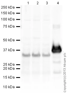 Western blot - Goat Anti-Chicken IgY H&L (HRP) (AB6877)