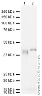 Western blot - Goat Anti-Chicken IgY H&L (HRP) (ab6877), expandable thumbnail