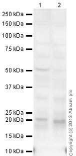 Western blot - Goat Anti-Chicken IgY H&L (HRP) (AB6877), expandable thumbnail