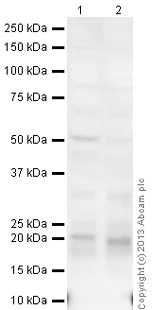 Western blot - Goat Anti-Chicken IgY H&L (HRP) (AB6877)