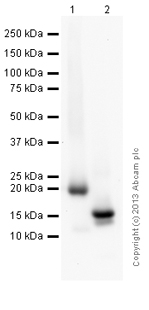 Western blot - Goat Anti-Chicken IgY H&L (HRP) (AB6877), expandable thumbnail