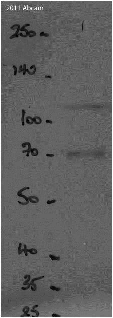 Western blot - Goat Anti-Chicken IgY H&L (HRP) (AB97135), expandable thumbnail