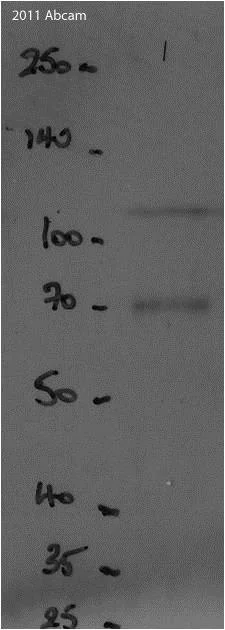 Western blot - Goat Anti-Chicken IgY H&L (HRP) (AB97135)