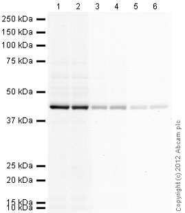 Western blot - Goat Anti-Chicken IgY H&L (HRP) (AB97135), expandable thumbnail