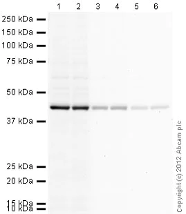 Western blot - Goat Anti-Chicken IgY H&L (HRP) (AB97135)