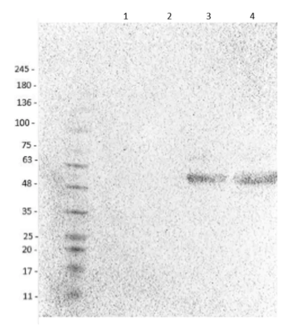 Western blot - Goat Anti-Chicken IgY H&L (HRP) preadsorbed (AB7118)