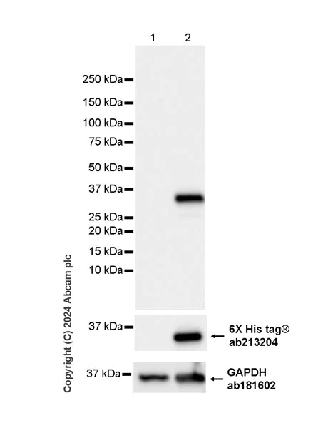 Western blot - Goat Anti-Chicken IgY H&L (HRP) preadsorbed (AB7118)