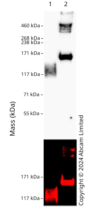 Western blot - Goat Anti-Chicken IgY H&L (HRP) preadsorbed (AB7118)