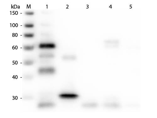 Western blot - Goat Anti-Chicken IgY H&L preadsorbed (AB7113), expandable thumbnail