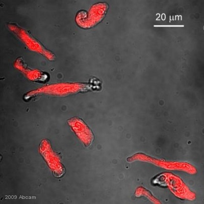 Immunocytochemistry/ Immunofluorescence - Goat Anti-Chicken IgY H&L (Texas Red ®) (AB6875), expandable thumbnail