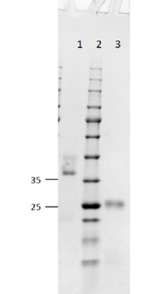 SDS-PAGE - Goat F(ab) Anti-Mouse IgG H&L (AB6668), expandable thumbnail