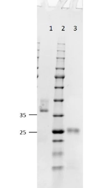 SDS-PAGE - Goat F(ab) Anti-Mouse IgG H&L (AB6668)