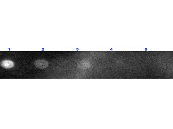 Dot Blot - Goat F(ab) Anti-Rabbit IgG H&L (TRITC) (AB7051)