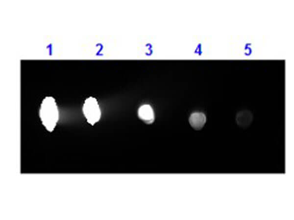 Goat F(ab')2 Anti-Human IgG H&L (PE) preadsorbed
