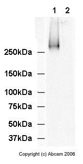 Western blot - Goat F(ab')2 Anti-Mouse IgM mu chain (HRP) (AB5930)