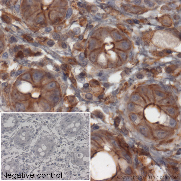 Immunohistochemistry (Formalin/PFA-fixed paraffin-embedded sections) - Goat F(ab')2 Anti-Rabbit IgG F(ab')2 (HRP) preadsorbed (AB6112), expandable thumbnail