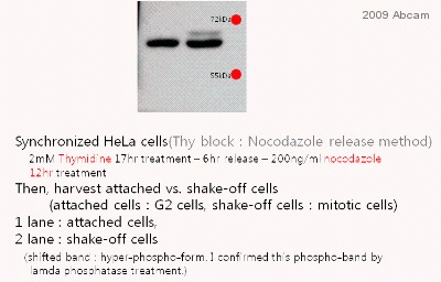 Western blot - Goat F(ab')2 Anti-Rabbit IgG F(ab')2 (HRP) preadsorbed (AB6112), expandable thumbnail