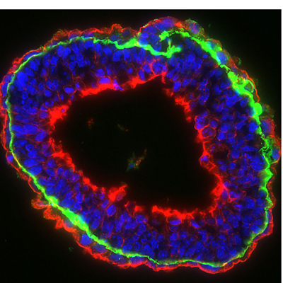 Goat F(ab')2 Anti-Rabbit IgG - H&L (FITC), pre-adsorbed