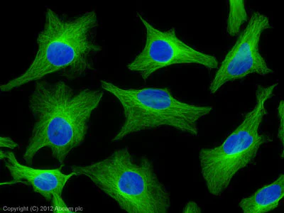 Immunocytochemistry/ Immunofluorescence - Goat F(ab')2 Anti-Rat IgG Fc (Alexa Fluor® 488) preadsorbed (AB150161)