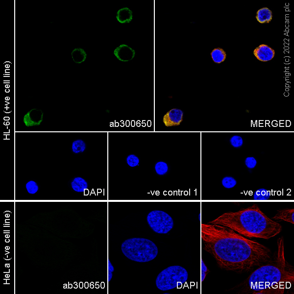Immunocytochemistry/ Immunofluorescence - Goat F(ab')2 Anti-Rat IgG Fc (Alexa Fluor® 488) preadsorbed (AB150161), expandable thumbnail