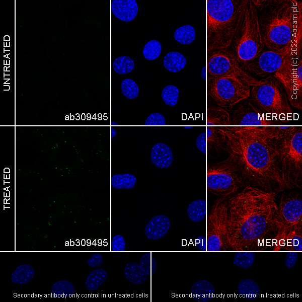 Immunocytochemistry/ Immunofluorescence - Goat F(ab')2 Anti-Rat IgG Fc (Alexa Fluor® 488) preadsorbed (AB150161), expandable thumbnail