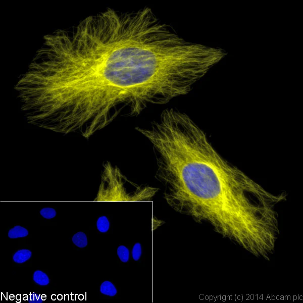 Immunocytochemistry/ Immunofluorescence - Goat F(ab')2 Anti-Rat IgG H&L (Alexa Fluor® 555) preadsorbed (AB150162)