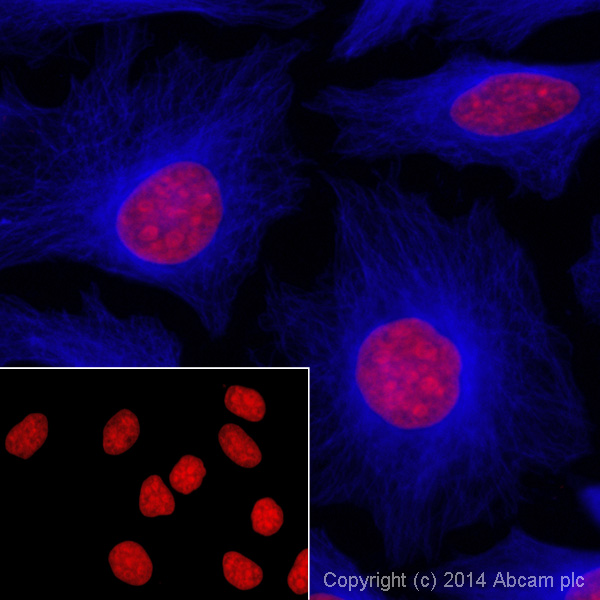 Immunocytochemistry/ Immunofluorescence - Goat Anti-Guinea pig IgG H&L (Alexa Fluor® 405) (AB175678), expandable thumbnail
