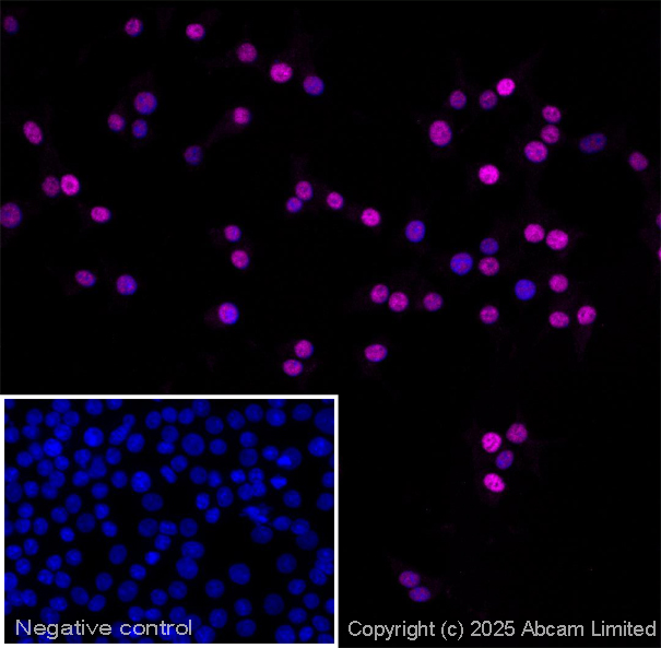 Immunocytochemistry/ Immunofluorescence - Goat Anti-Guinea pig IgG H&L (Alexa Fluor® 568) (AB175714), expandable thumbnail