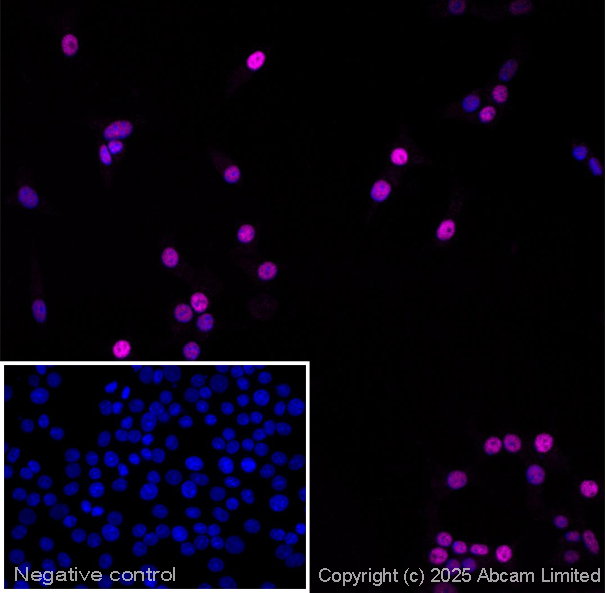 Immunocytochemistry/ Immunofluorescence - Goat Anti-Guinea pig IgG H&L (Alexa Fluor® 594) (AB150188), expandable thumbnail