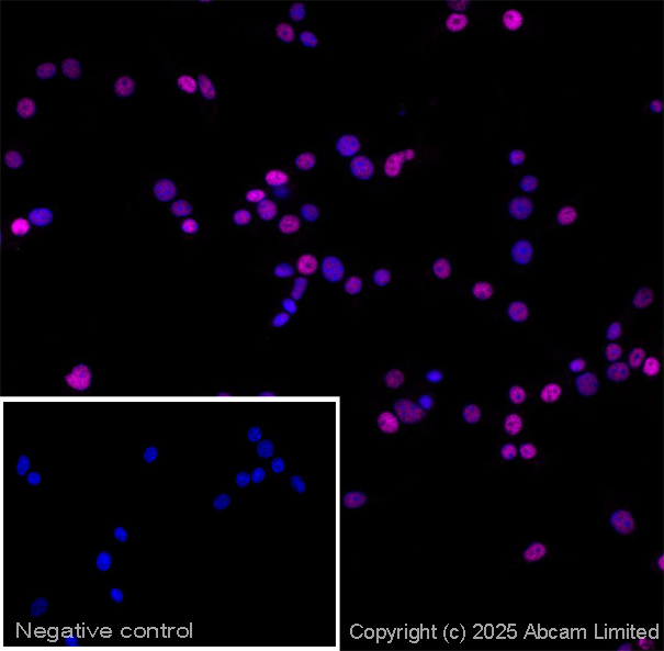 Immunocytochemistry/ Immunofluorescence - Goat Anti-Guinea pig IgG H&L (Alexa Fluor® 647) (AB150187), expandable thumbnail