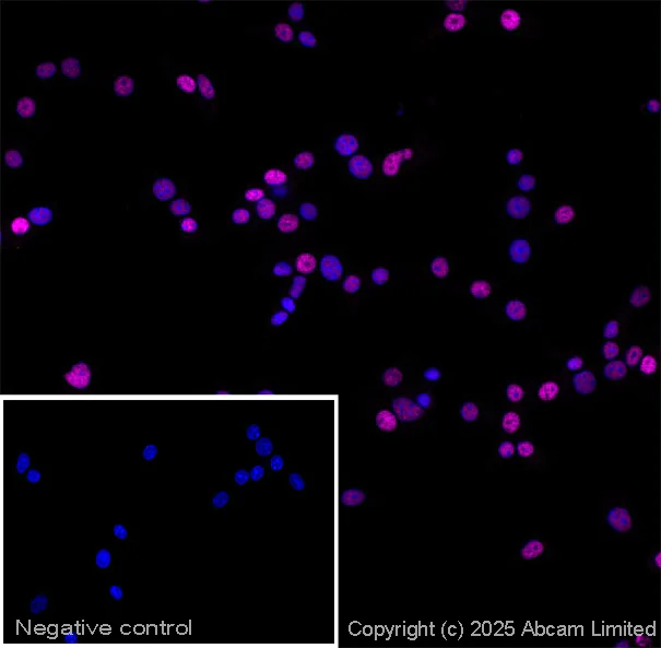 Immunocytochemistry/ Immunofluorescence - Goat Anti-Guinea pig IgG H&L (Alexa Fluor® 647) (AB150187)