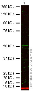 Western blot - Goat Anti-Guinea pig IgG H&L (Alexa Fluor® 750) (AB175758), expandable thumbnail