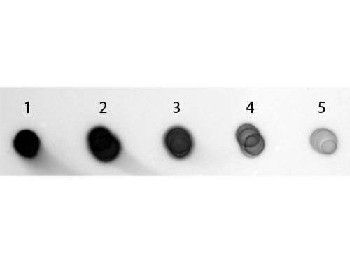 Dot Blot - Goat Anti-Guinea pig IgG H&L (Alkaline Phosphatase) preadsorbed (AB7140), expandable thumbnail