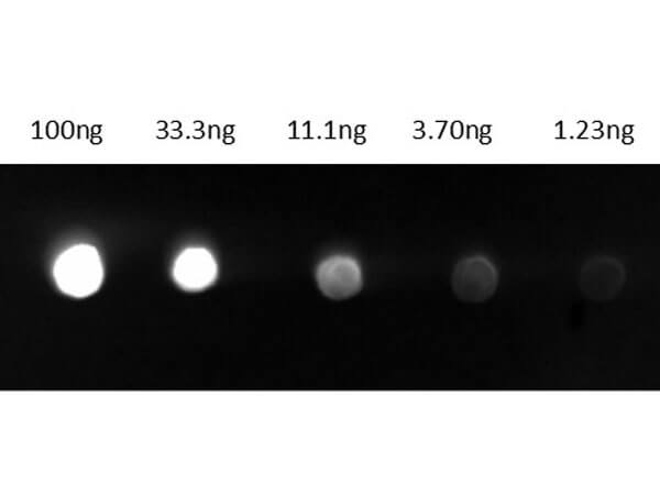 Dot Blot - Goat Anti-Guinea pig IgG H&L (FITC) preadsorbed (AB7135), expandable thumbnail