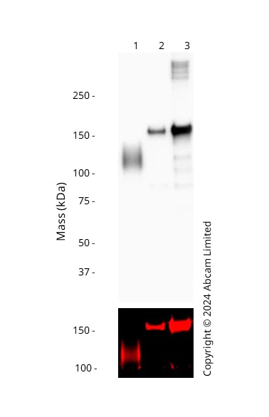 Western blot - Goat Anti-Human IgG Fc (HRP) preadsorbed (AB98624)