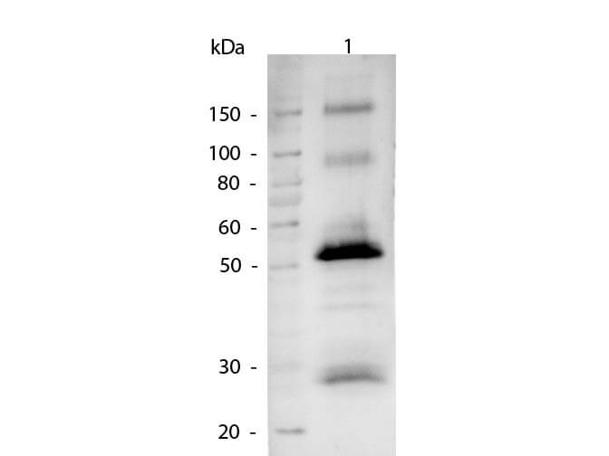 Western blot - Goat Anti-Human IgG H&L (Alkaline Phosphatase) (AB6859)