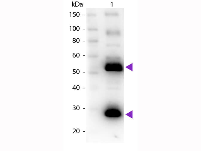 Goat Anti-Human IgG H&L (Biotin) preadsorbed
