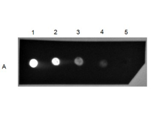 Dot Blot - Goat Anti-Human IgG H&L (FITC) (AB6854), expandable thumbnail